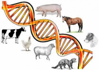 Learn About Animal Breeding Type