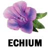 Echium