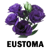 Eusthoma